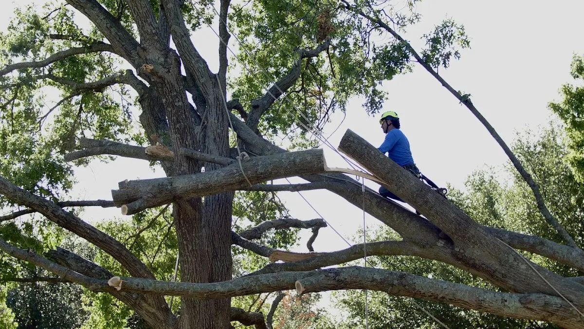 Professional Crown Thinning performed by certified arborists in Ovando